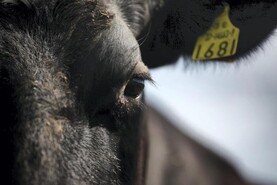 IFA calls for bluetongue vaccines to be licensed as more suspected cases emerge