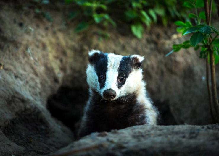 Muir confirms plans for badger vaccination