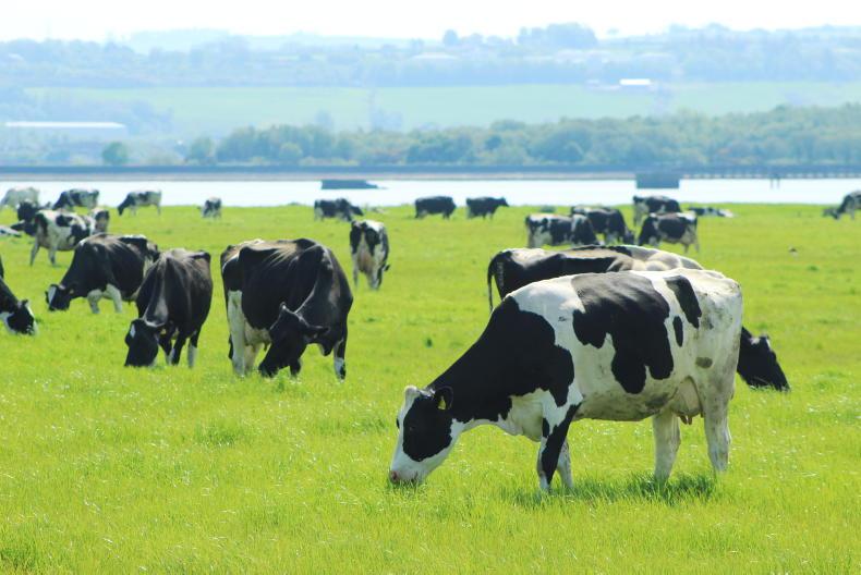 Cuts to CAP 'threaten Ireland's ability to produce food'