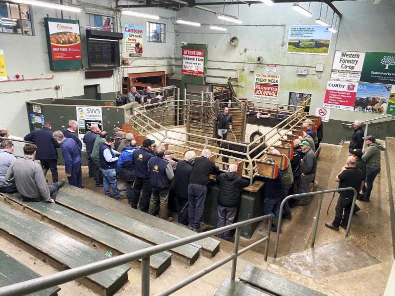 Watch: heifers sell to €6,800 in Ballymote