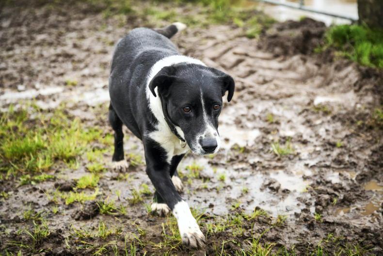 Weekend Weather: turning milder with spells of rain and dry intervals