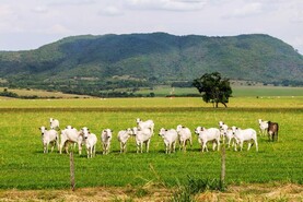 EU should have been up front about downside of Mercosur