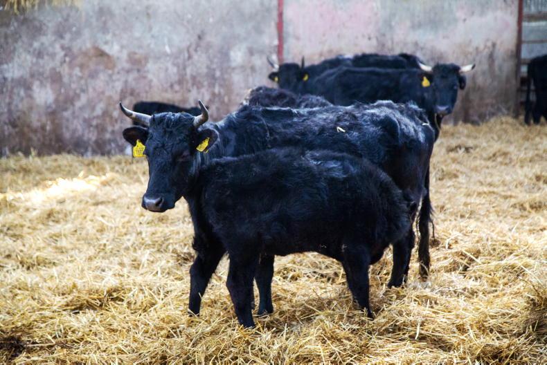 Two amendments to ACRES rare breeds action