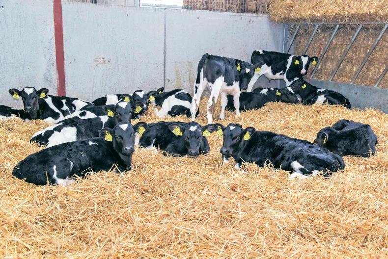 AHI driving CalfCare across the country for 15 years