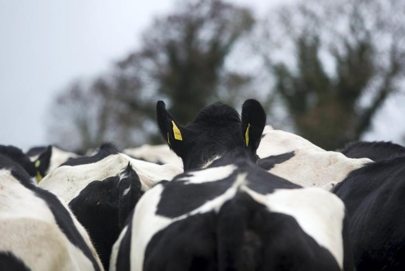 ‘Unusual' and 'localised' midge activity behind NI bluetongue cases - UFU