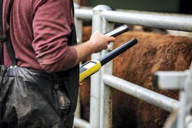 Department’s bluetongue testing ‘ramped up’ after NI cases confirmed