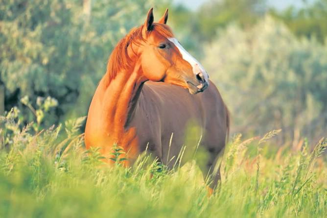 New equine grazing system has big benefits