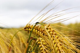 Deal struck on allowing gene-edited seeds in the EU