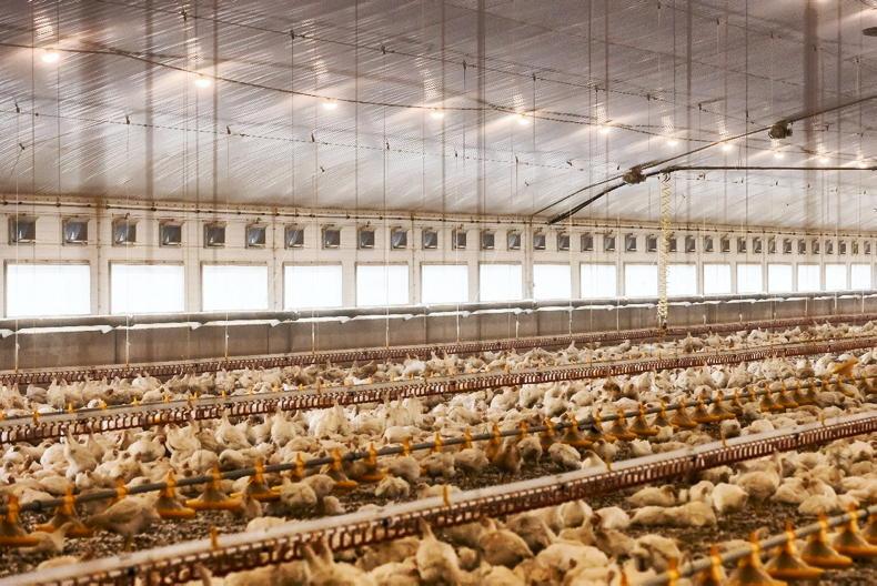 Demand for poultry meat continues to grow