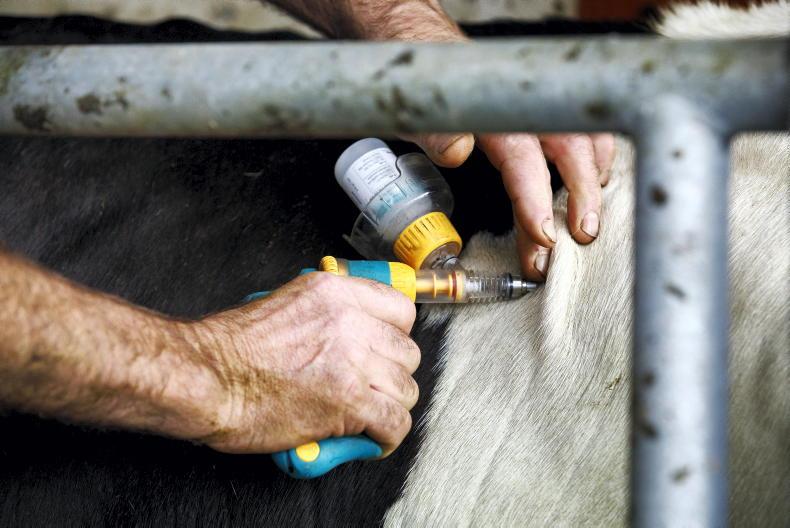 Sinn Féin presses Minister to green-light bluetongue vaccines
