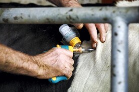 Sinn Féin presses Minister to green-light bluetongue vaccines