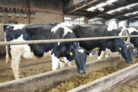 No plans in NI to cull BTV-3 cattle
