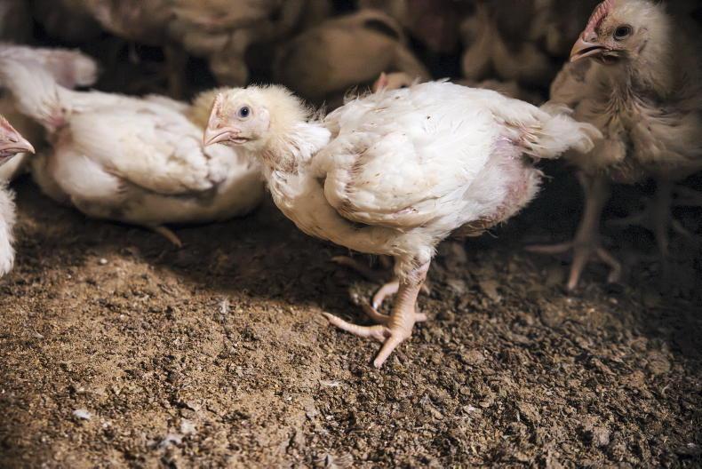 Biosecurity tips for  protecting your flock from avian influenza