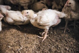 Biosecurity tips for  protecting your flock from avian influenza