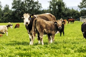 €47m in SCEP payments commence to 14,983 farmers