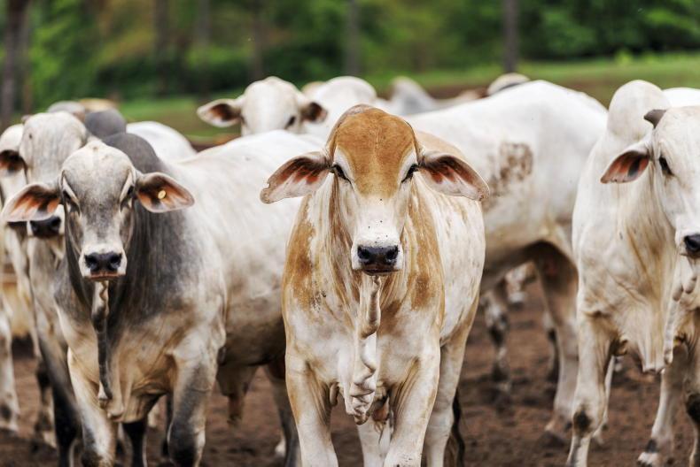 Brazilian hormone beef recall leaves Brussels a ‘laughing stock’ – IFA