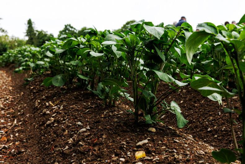 You can help develop a new testing kit for potato blight