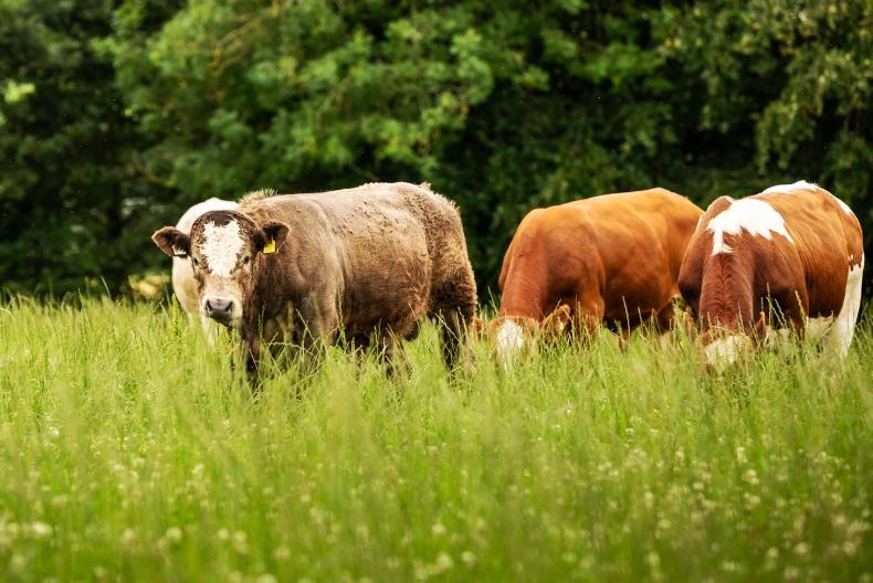 Organic v conventional: which came out on top for 2024 farm incomes?