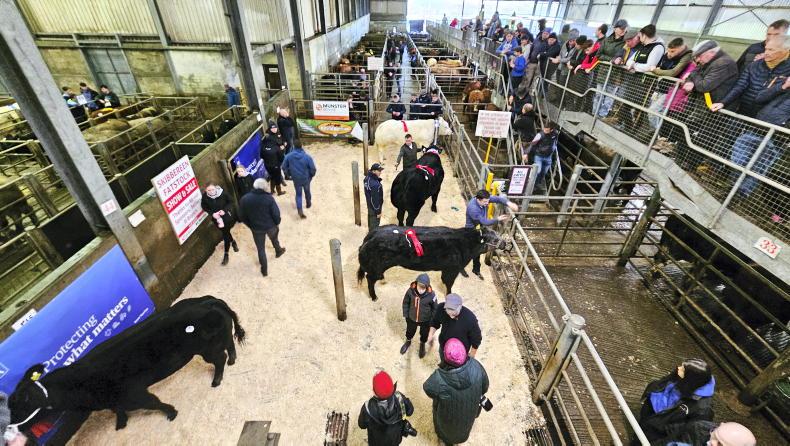 Camera at the Mart: top of €7,900 for Skibbereen fat stock show and sale