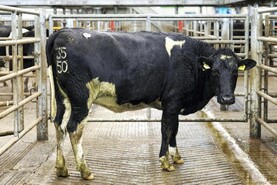 Camera at the Mart: average price up €405 on 2024 levels at Corrin dairy sale