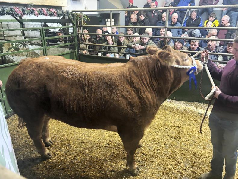 Camera at the Mart: roaring trade for fatstock cattle in Raphoe