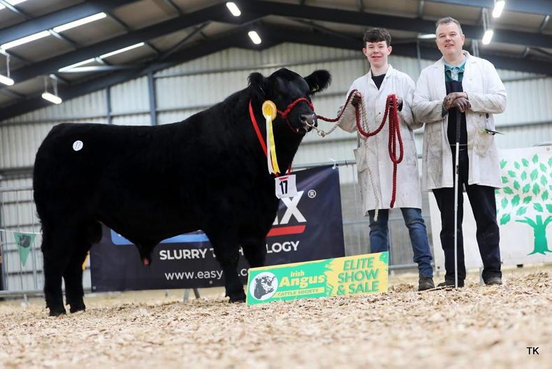 Watch: Angus bulls average €5,840 at elite sale