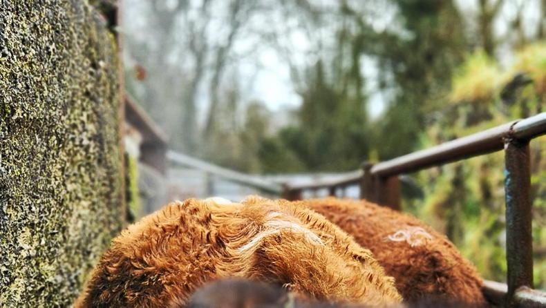 Farmer Writes: it's time for musical chairs in the sheds  