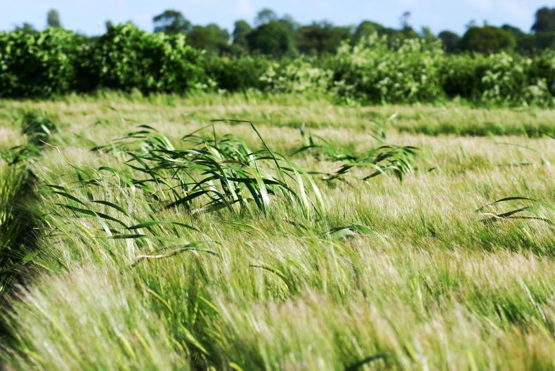 Rising wild oat resistance threatens the future of continuous spring barley