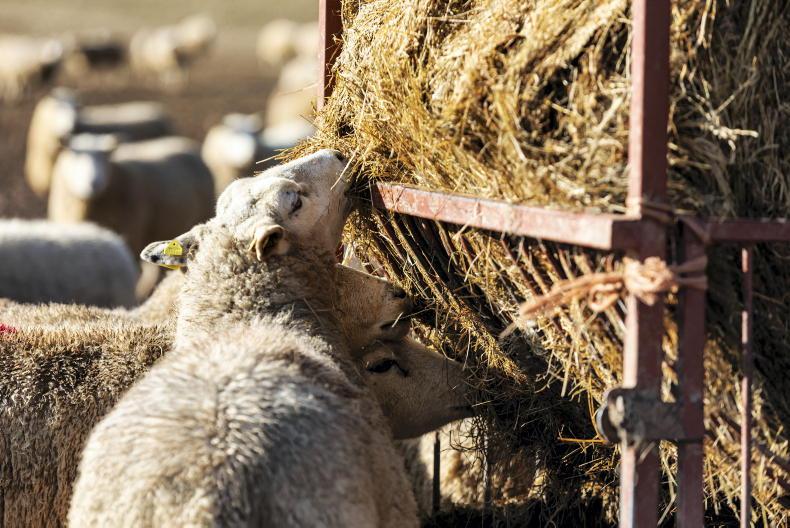 Do not allow flesh to melt off ewes