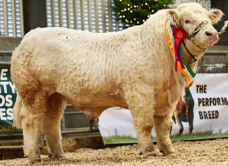 Watch: Charolais bulls sell to €15,500 in Elphin