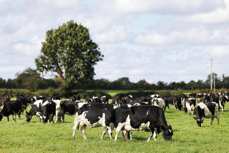 Reaction: derogation extension a ‘relief’ for farmers