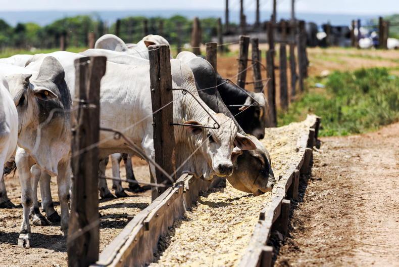 IFA wants EU officials up before Oireachtas to account for Brazilian beef recall