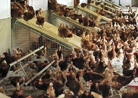 ’Tis the season for the poultry sector to be nervous about avian flu