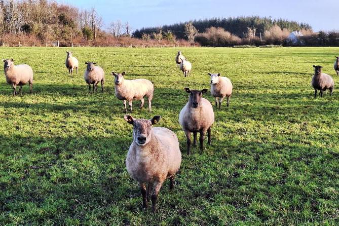 Sheep Management: housing ewes, lameness control and sheep census