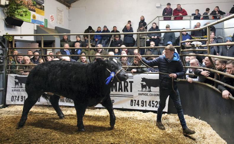 Martbids Database: cattle trade cools in December