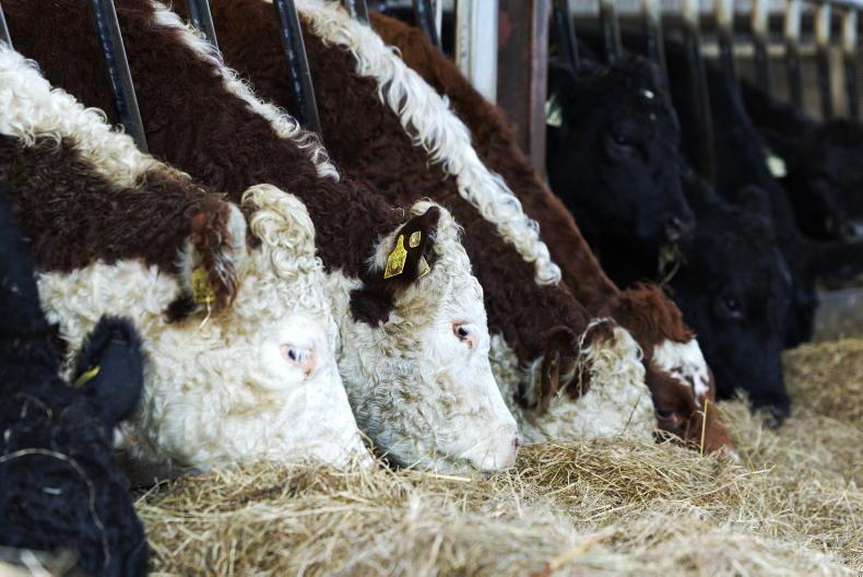 Beef Trends: farmer resistance to factory price cuts