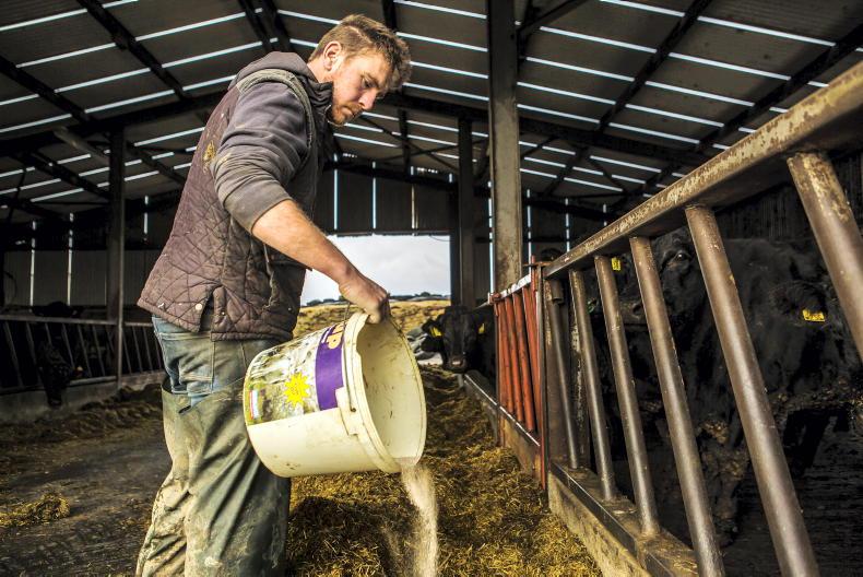 Beef Management: planning for Christmas, liver fluke and mineral supplementation