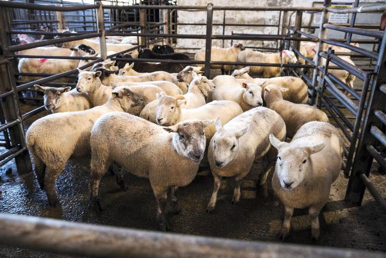 Sheep Trends: pressure remains on NI trade