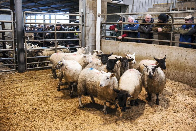 Sheep mart prices: butchers and wholesalers in driving seat