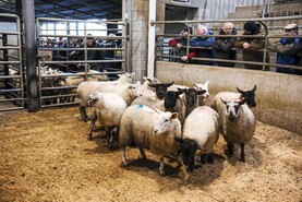 Sheep mart prices: butchers and wholesalers in driving seat