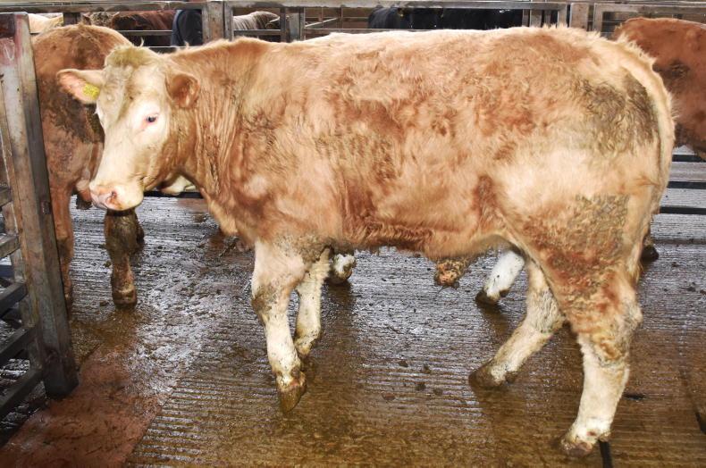 Northern View: base cattle quotes edge down again in NI