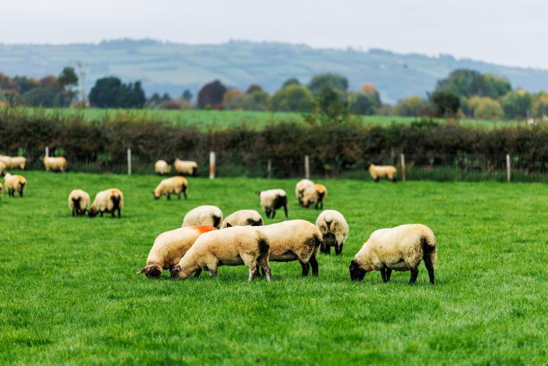 Department ramps up bluetongue testing of cattle and sheep