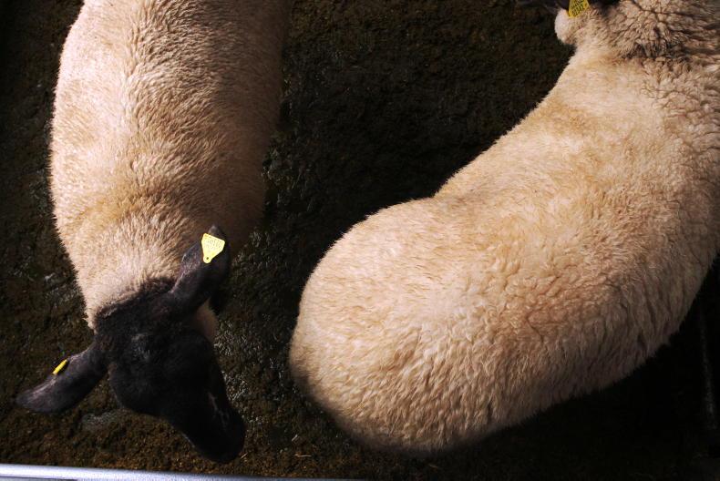 Clare man pleads guilty to owning dog that killed sheep