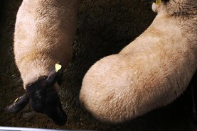 Clare man pleads guilty to owning dog that killed sheep