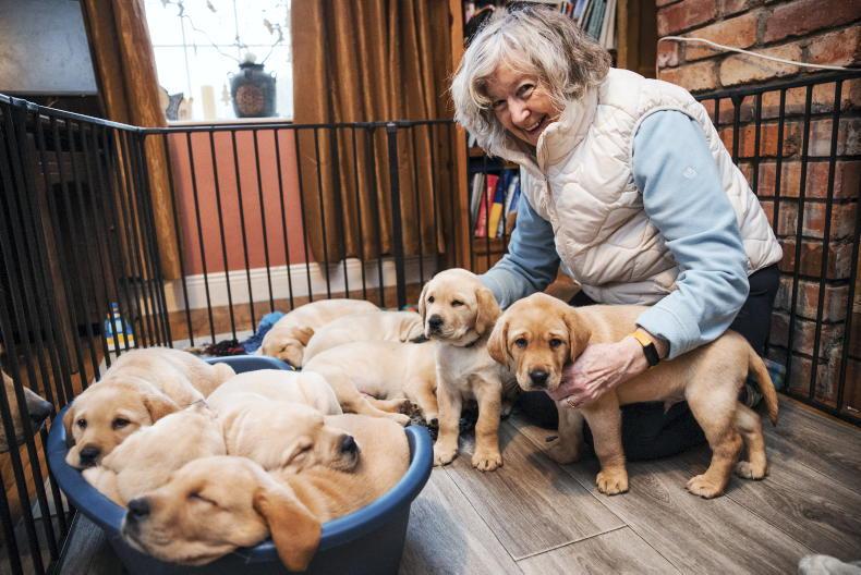 Puppy power for Autism  Assistance Dogs Ireland
