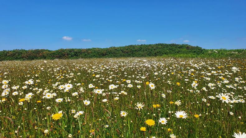 90% of Ireland’s habitats in unfavourable status, report finds
