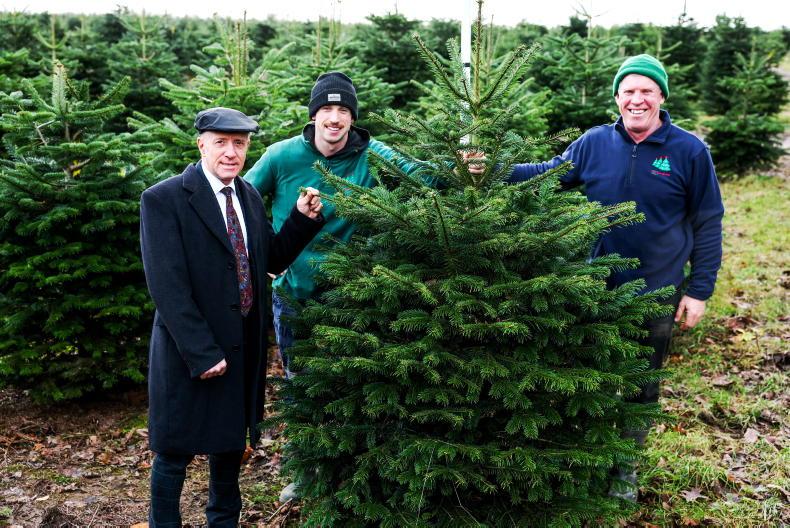 Minister Healy-Rae urges public to buy an Irish Christmas tree
