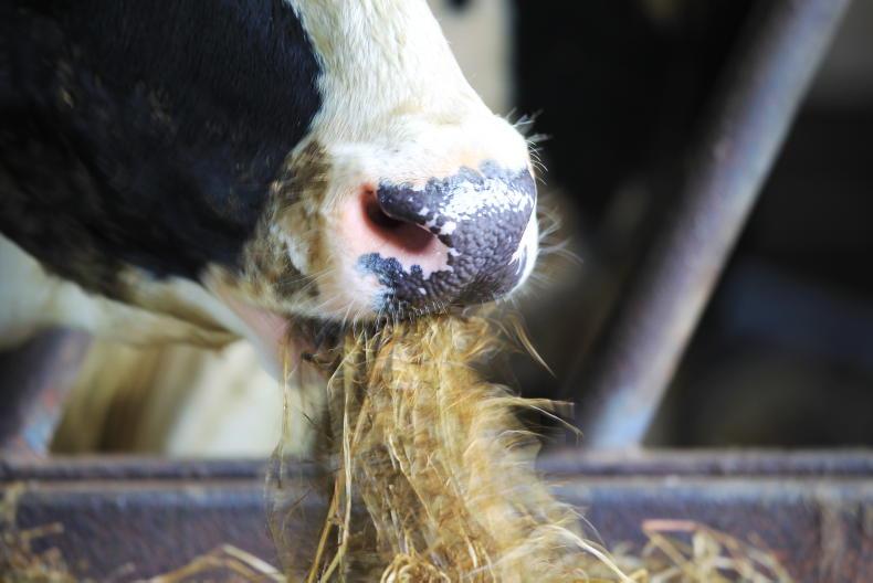 Bluetongue cases suspected on third farm in Northern Ireland