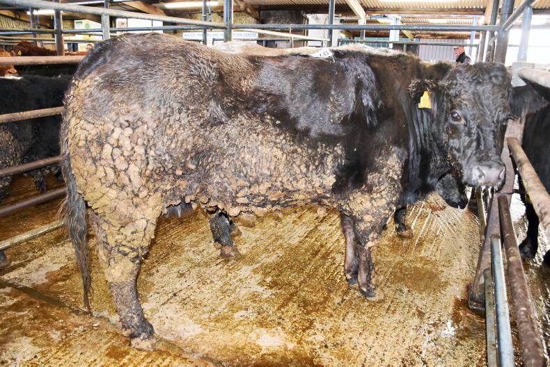Beef-bred cattle in high demand at Swatragh