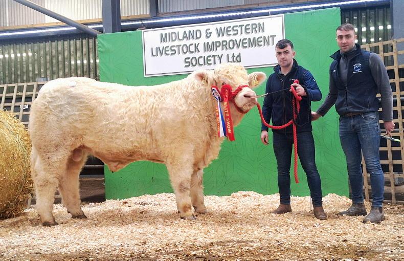 Watch: Charolais bulls hit €5,800 in Carrick's last sale of the year